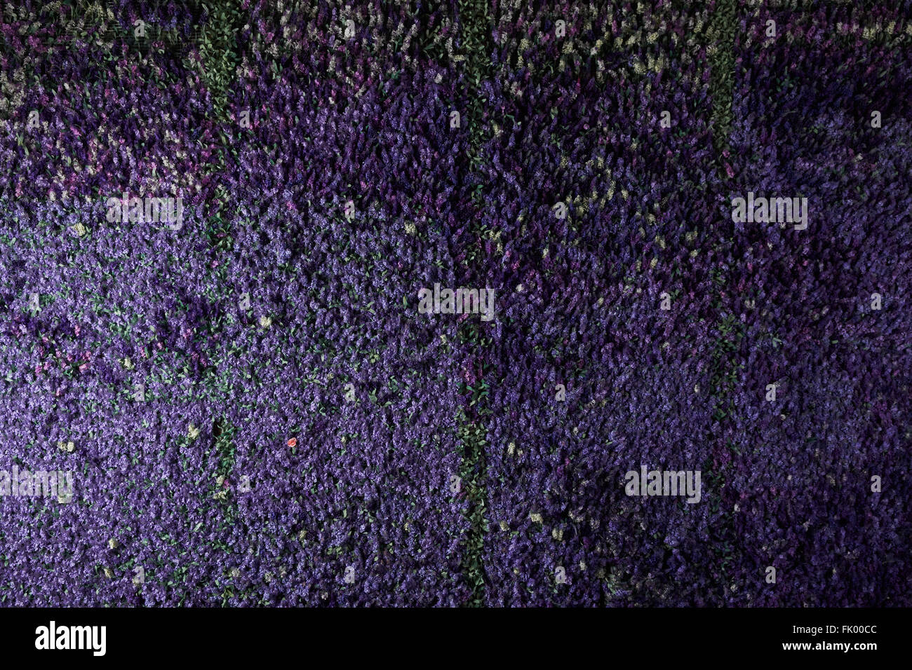 Mur de fleurs de lavande , fleurs artificielles , éclairage volumétrique , vues générales , vivre, bonne texture Banque D'Images