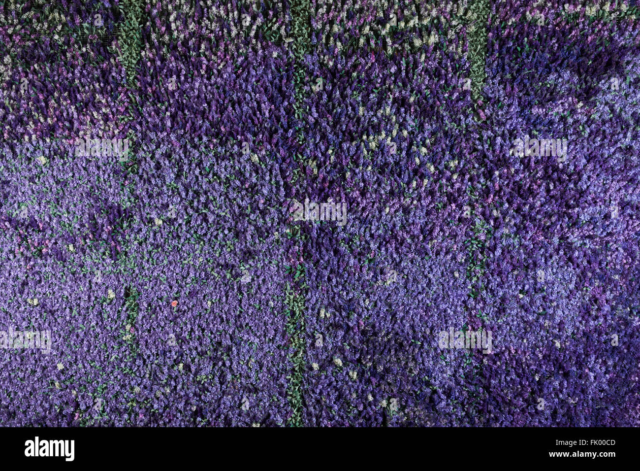 Mur de fleurs de lavande , fleurs artificielles , éclairage volumétrique , vues générales , vivre, bonne texture Banque D'Images