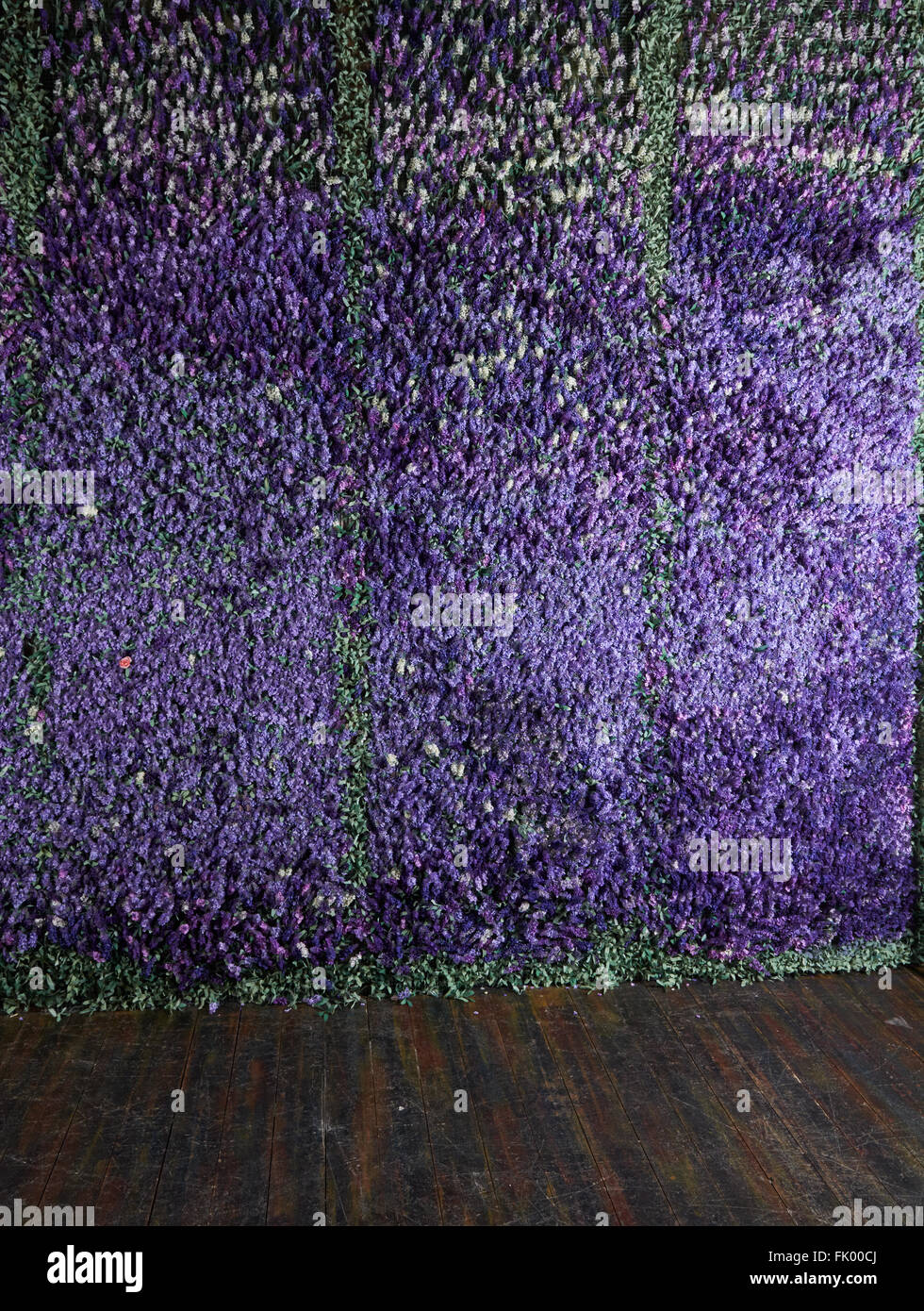 Mur de fleurs de lavande , fleurs artificielles , éclairage volumétrique , vues générales , vivre, bonne texture Banque D'Images