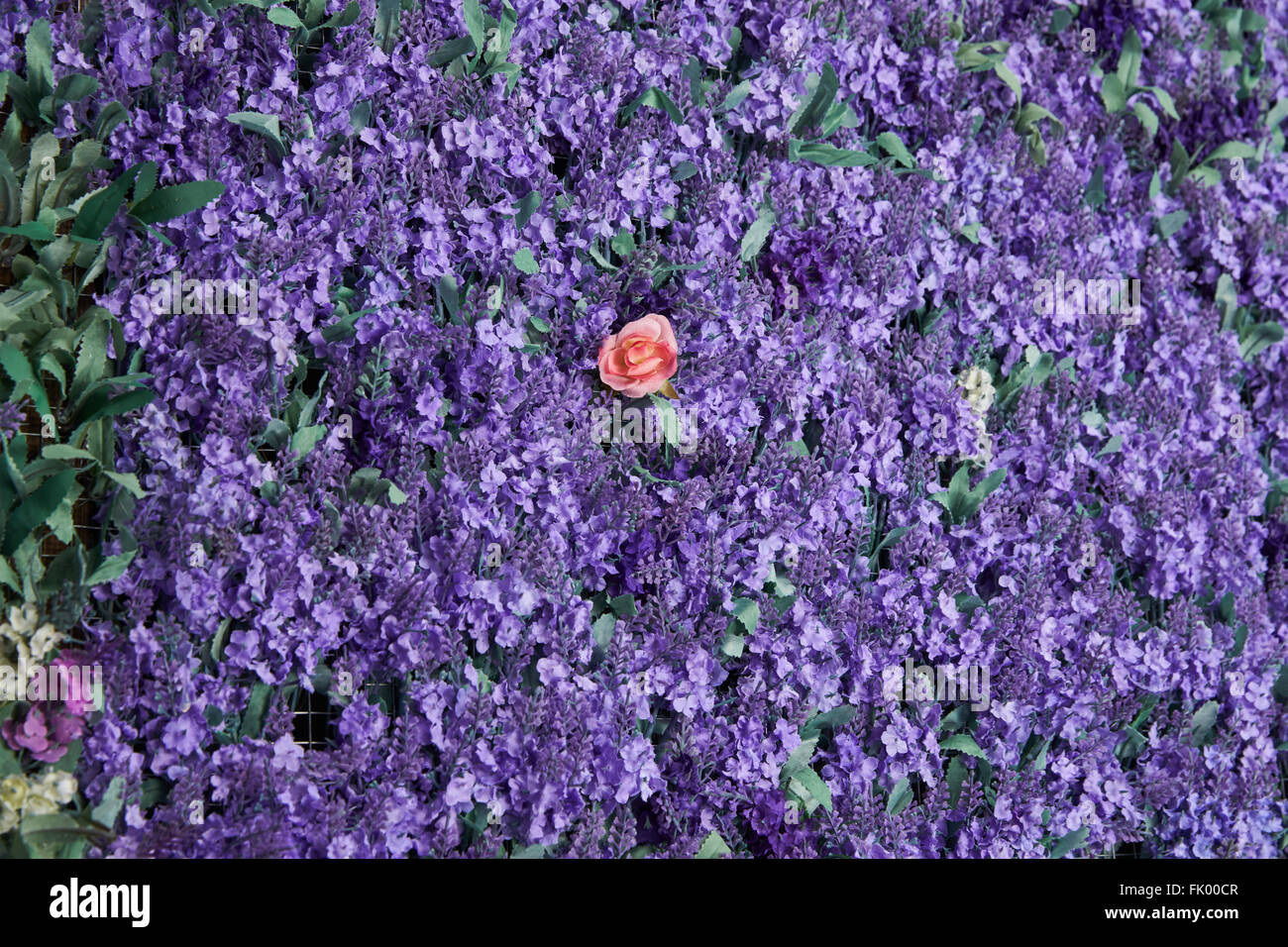 Mur de fleurs de lavande , fleurs artificielles , éclairage volumétrique , vues générales , vivre, bonne texture Banque D'Images