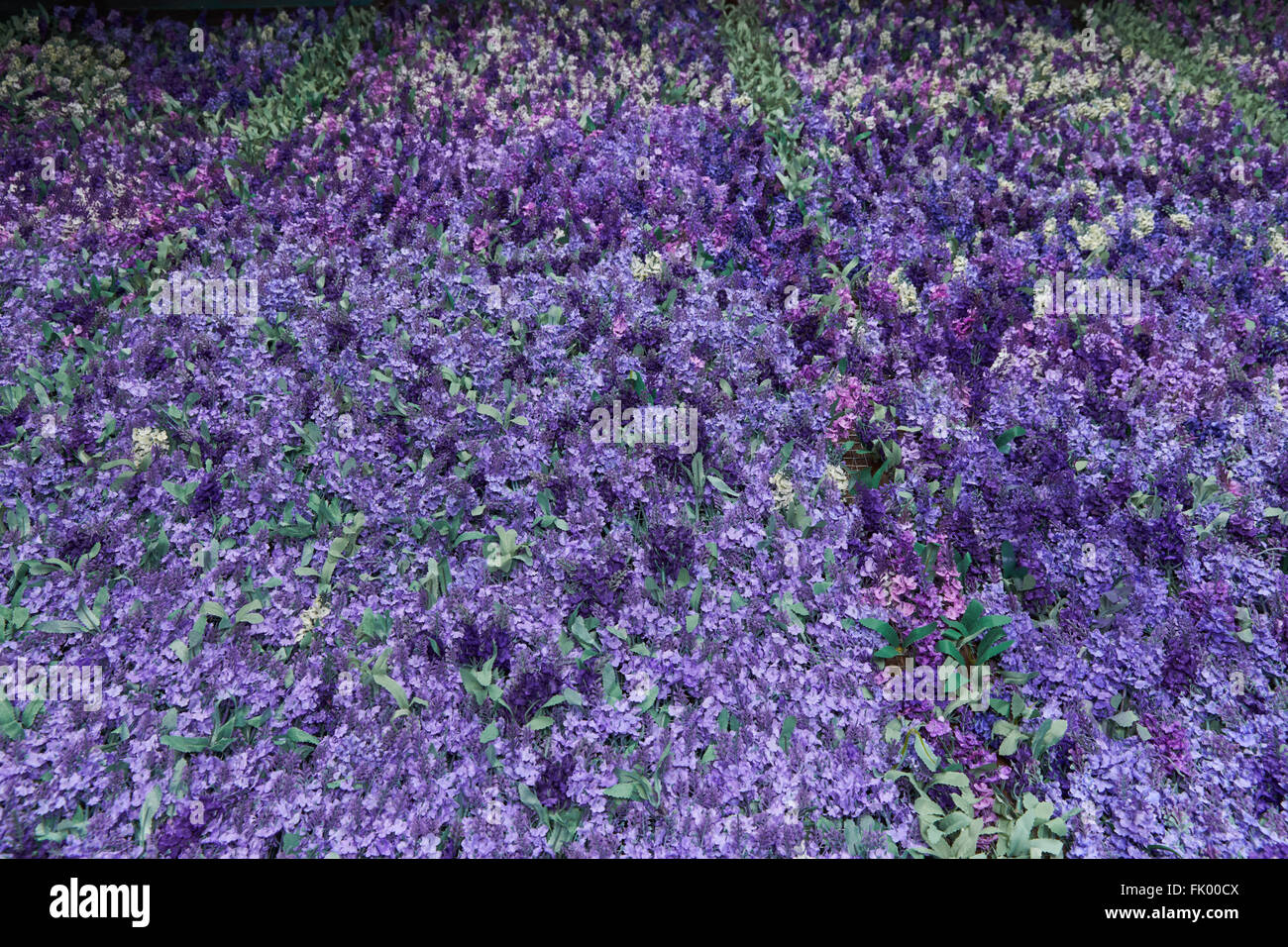 Mur de fleurs de lavande , fleurs artificielles , éclairage volumétrique , vues générales , vivre, bonne texture Banque D'Images
