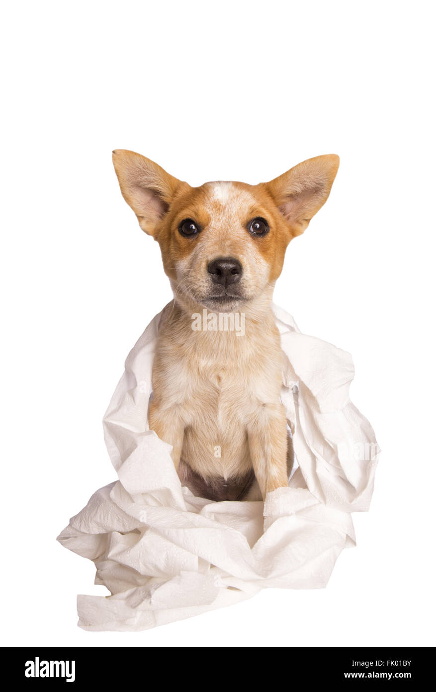 Australian cattle dog jouant dans le papier de toilette avoir des ennuis isolé sur fond blanc Banque D'Images