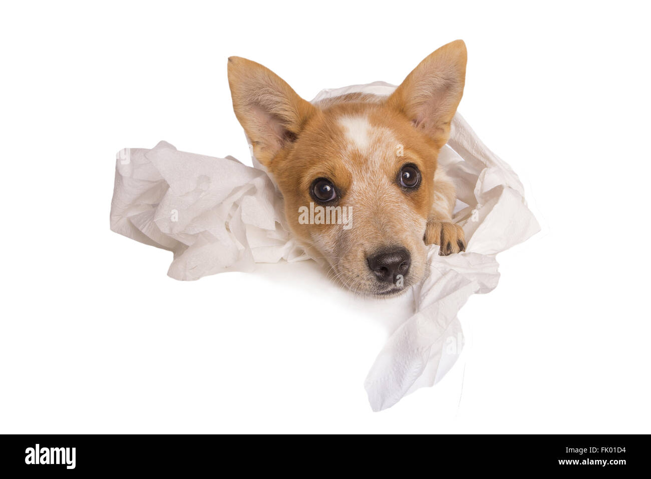 Australian cattle dog jouant dans le papier de toilette avoir des ennuis isolé sur fond blanc Banque D'Images