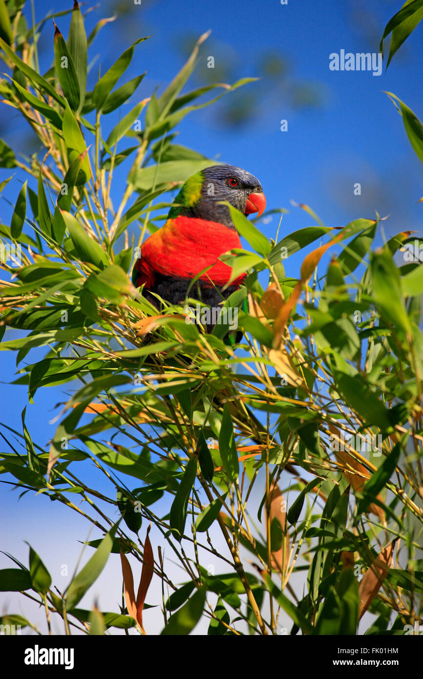 Rainbow Lorikeet sur adultes, arbre, Cudlee Creek, South Australia, Australie / (Trichoglossus haematodus) Banque D'Images