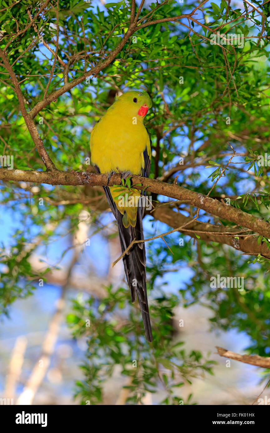Regent Parrot, mâle adulte sur l'arbre, l'Australie du Sud, Australie / (Polytelis anthopeplus) Banque D'Images