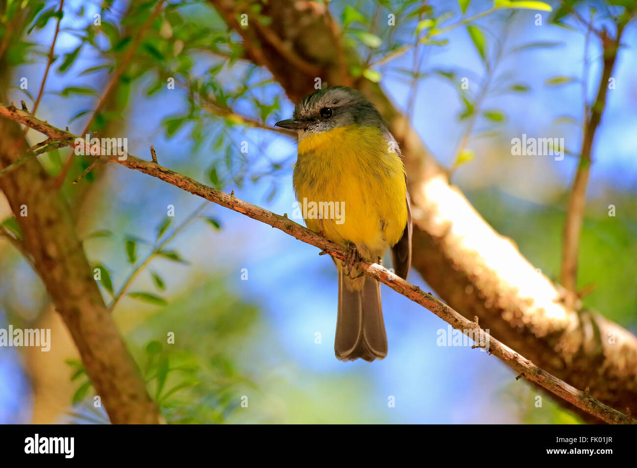 Merle à ventre jaune, des profils sur arbre, Australie / (Eopsaltria flaviventris) Banque D'Images