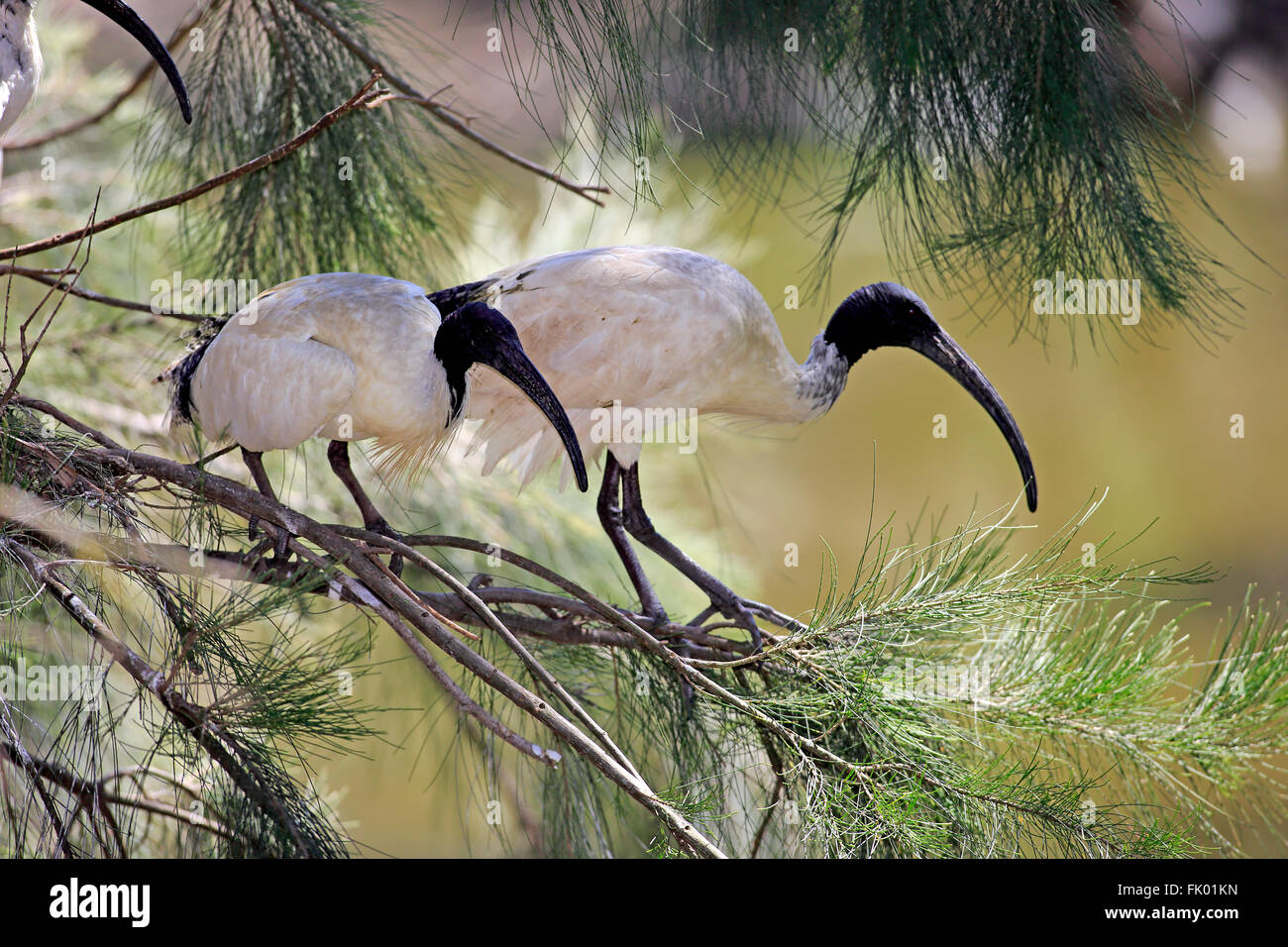 Australian White Ibis, adult couple on tree, New South Wales, Australie / (Threskiornis) Moluques Banque D'Images
