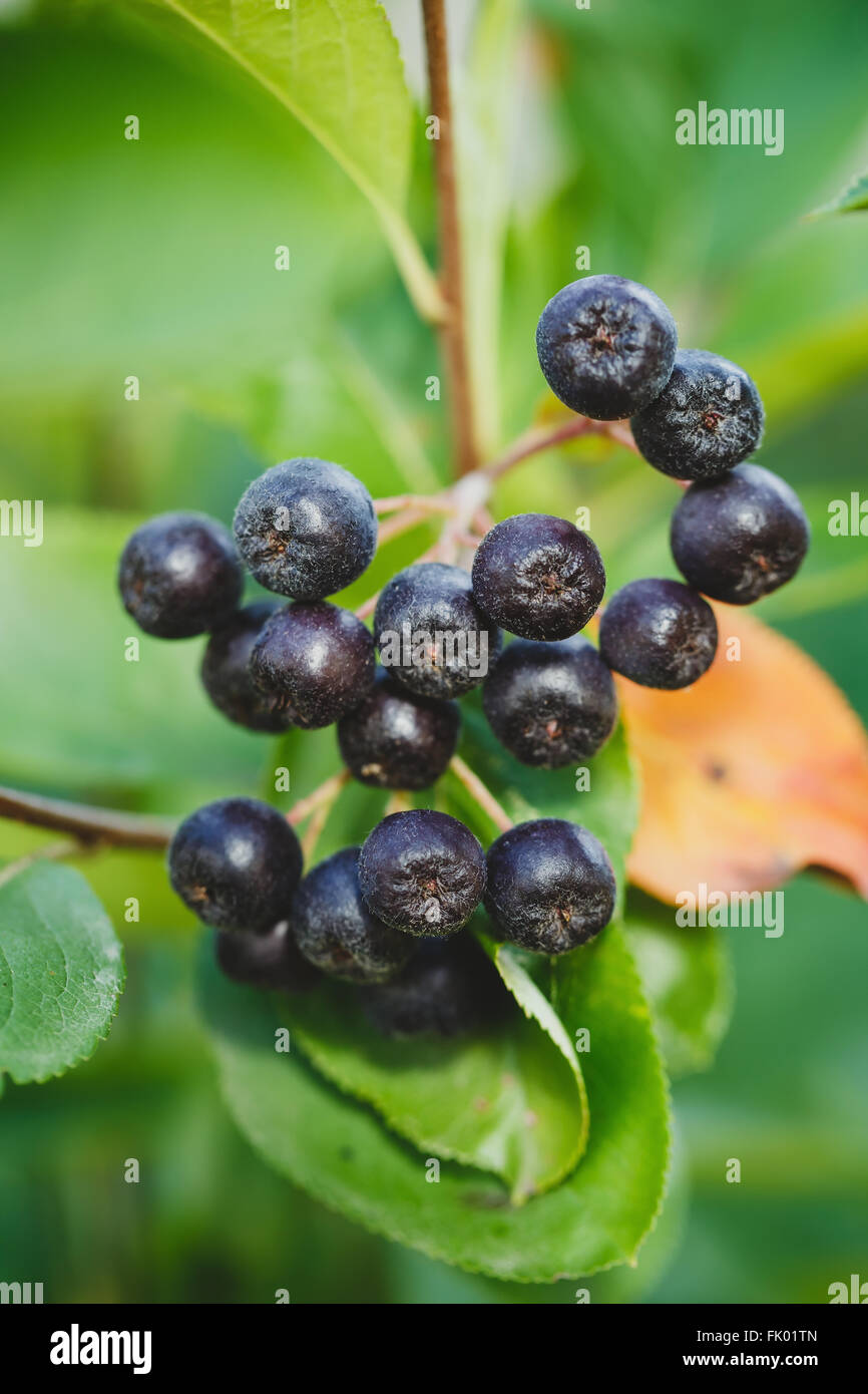 Black Chokeberry (Aronia melanocarpa) dans jardin d'automne en croissance. Banque D'Images