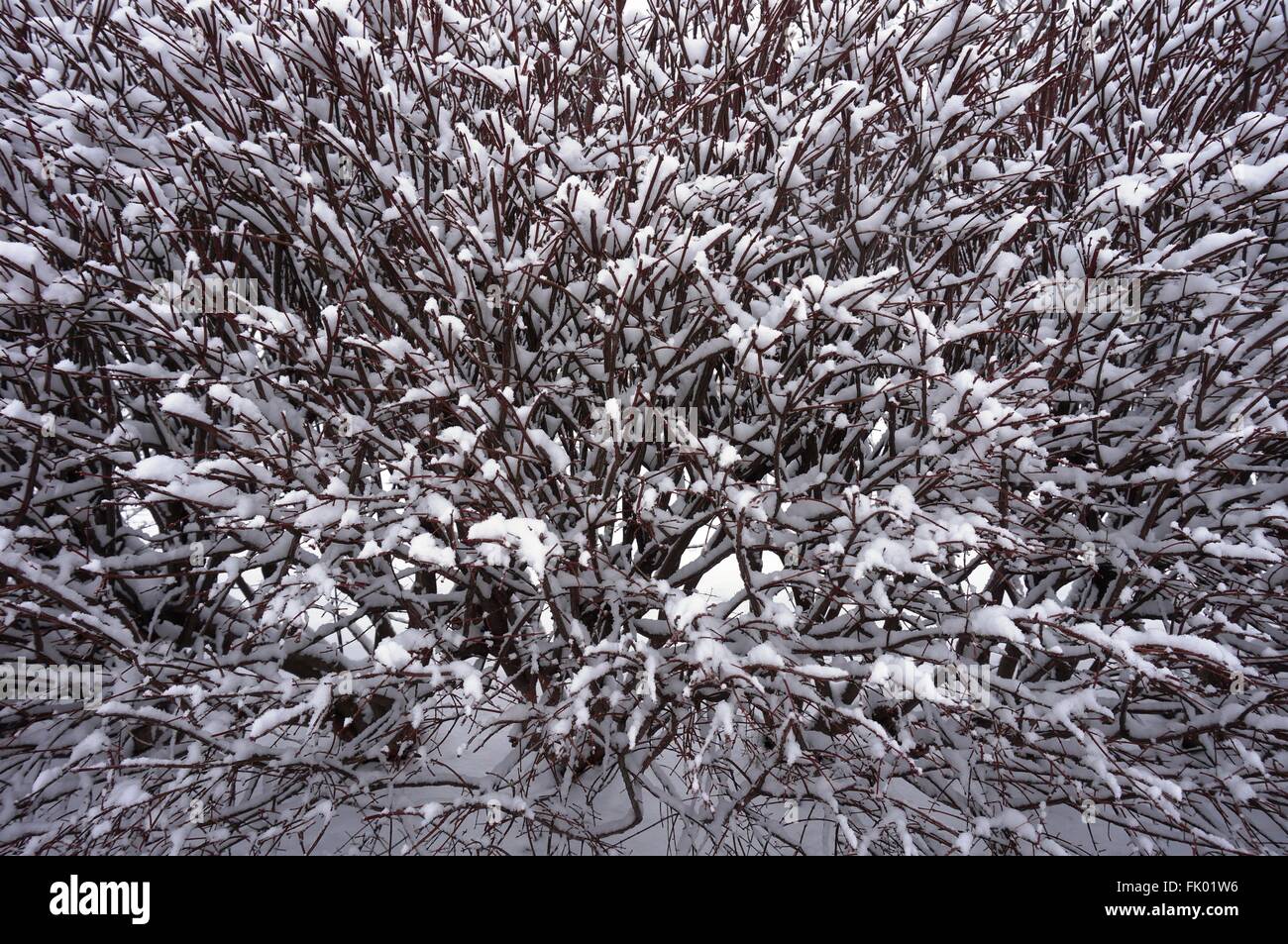 Chutes de neige sur les branches pendant une tempête hivernale Banque D'Images