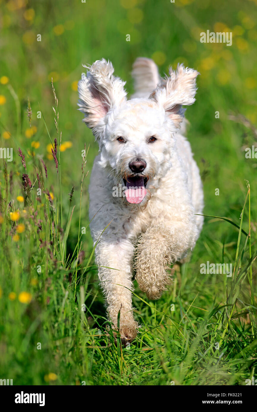 Labradoodle, homme / (Labrador x caniche royal cross) Banque D'Images