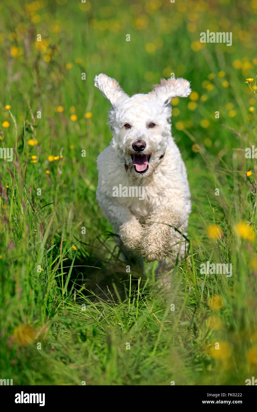 Labradoodle, homme / (Labrador x caniche royal cross) Banque D'Images