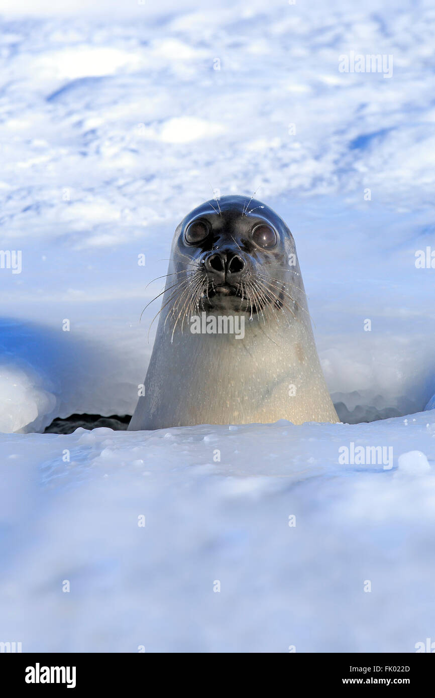 Phoque du Groenland, femme, regardant par le trou de respiration, îles de la Madeleine, golfe du Saint-Laurent, Québec, Canada, Amérique du Nord / (Pagophilus groenlandicus) Banque D'Images