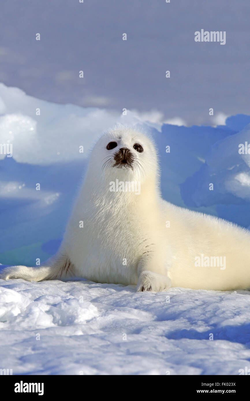 Phoque du Groenland, pup, la banquise, îles de la Madeleine, golfe du Saint-Laurent, Québec, Canada, Amérique du Nord / (Pagophilus groenlandicus) / blanchon Banque D'Images