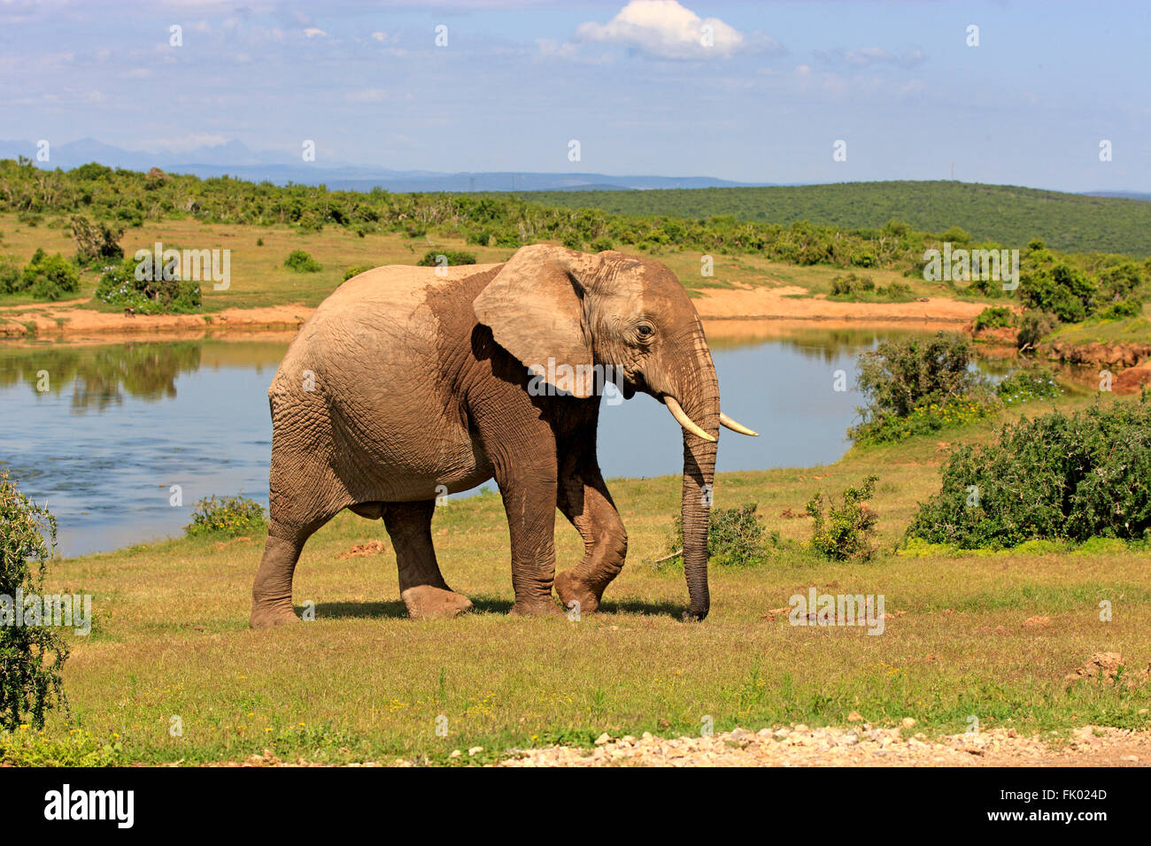 L'éléphant africain, au point d'Addo Elephant Nationalpark, Eastern Cape, Afrique du Sud, d'Afrique (Loxodonta africana) / Banque D'Images