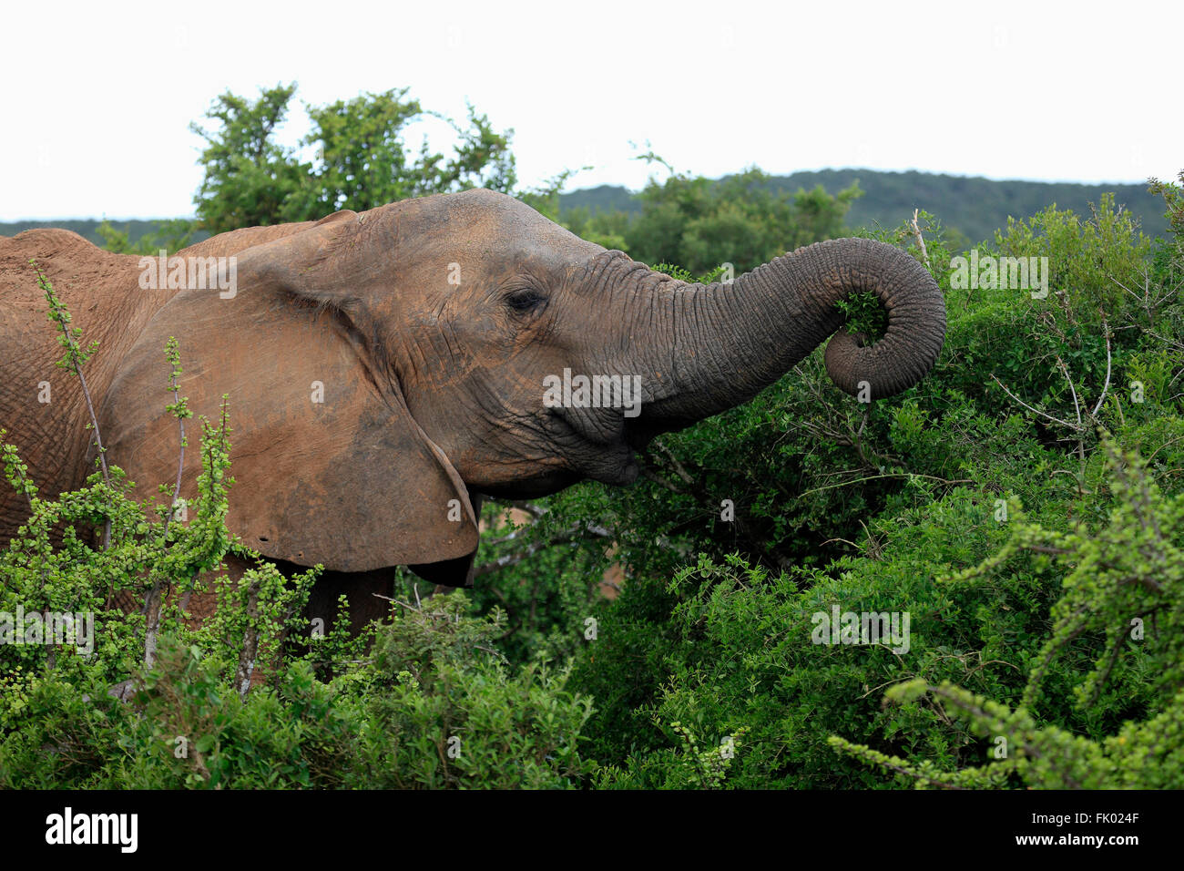 L'éléphant d'Afrique, les jeunes, le parc national Addo Elephant, Eastern Cape, Afrique du Sud, d'Afrique (Loxodonta africana) / Banque D'Images