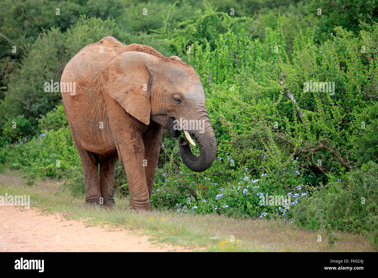 L'éléphant d'Afrique, le parc national Addo Elephant, Eastern Cape, Afrique du Sud, d'Afrique (Loxodonta africana) / Banque D'Images