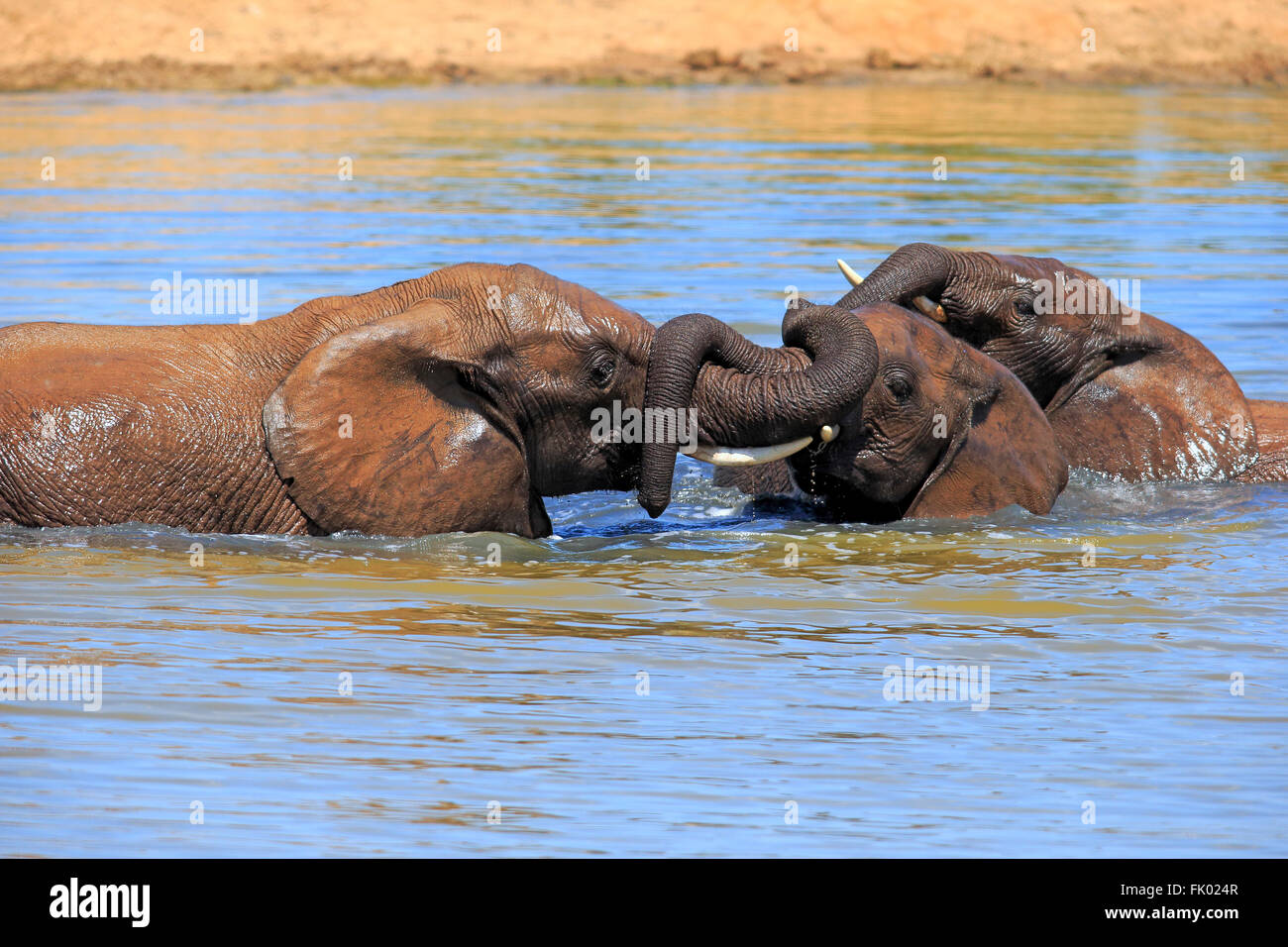 L'éléphant d'Afrique, groupe baignade, parc national Addo Elephant, Eastern Cape, Afrique du Sud, d'Afrique (Loxodonta africana) / Banque D'Images
