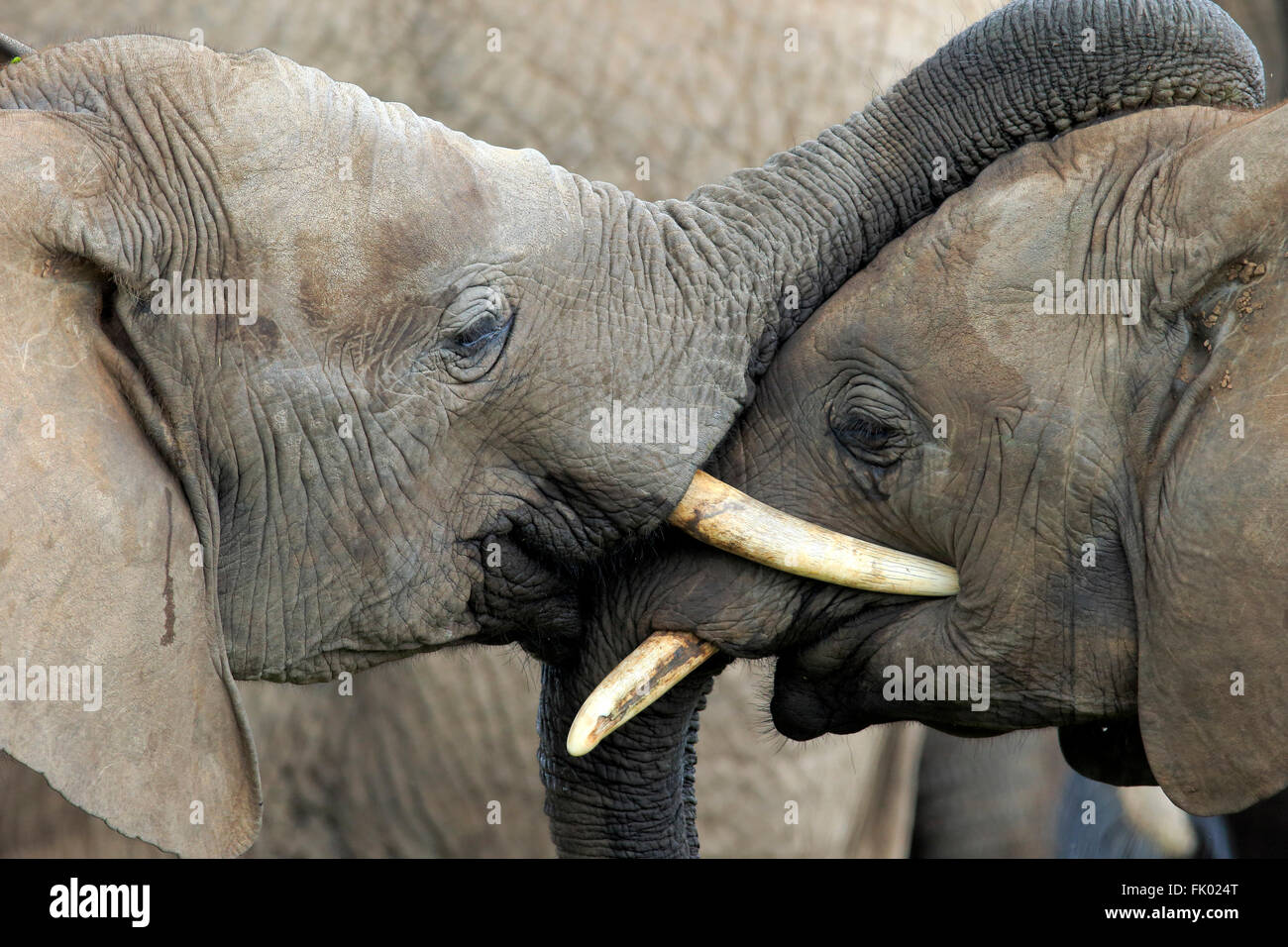 L'éléphant africain, le comportement social, le parc national Addo Elephant, Eastern Cape, Afrique du Sud, d'Afrique (Loxodonta africana) / Banque D'Images