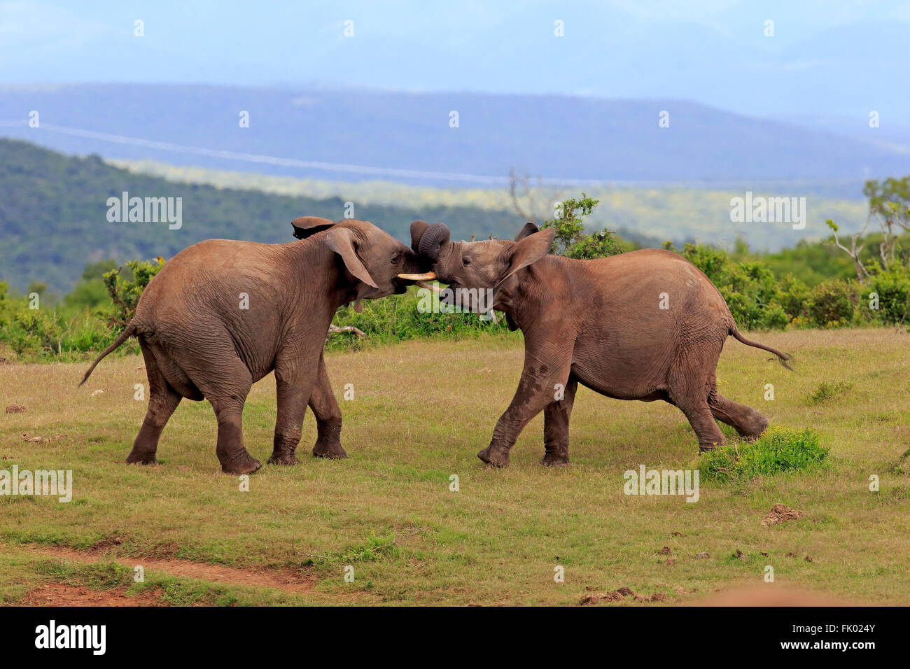 L'éléphant africain, le comportement social, le parc national Addo Elephant, Eastern Cape, Afrique du Sud, d'Afrique (Loxodonta africana) / Banque D'Images