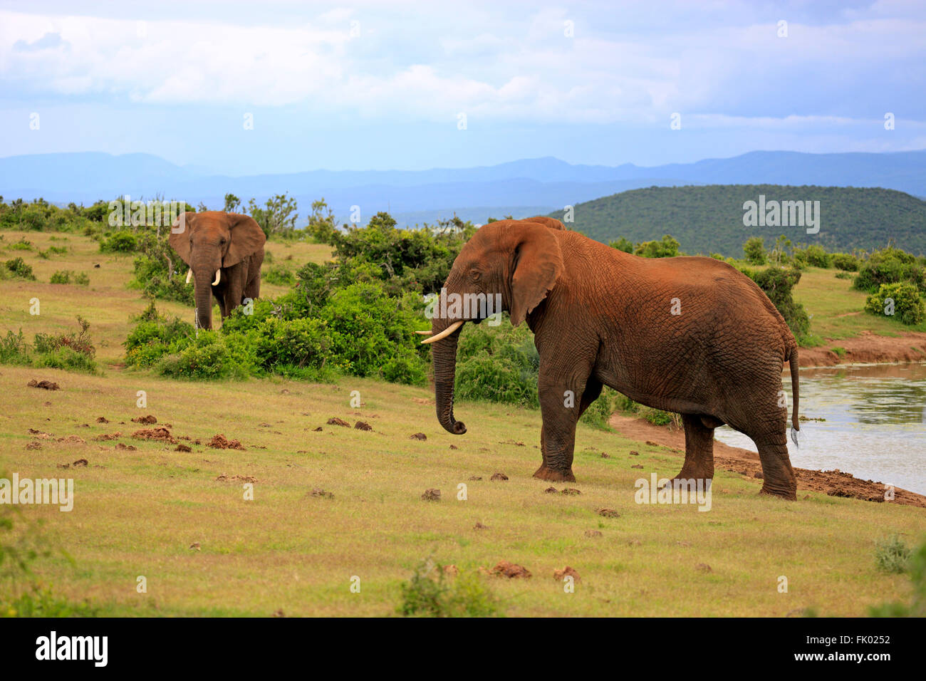 L'éléphant d'Afrique, les mâles, le comportement social, le parc national Addo Elephant, Eastern Cape, Afrique du Sud, d'Afrique (Loxodonta africana) / Banque D'Images