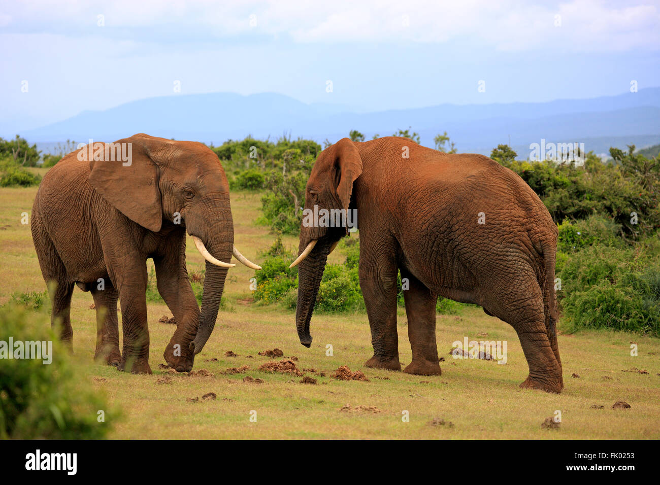 L'éléphant d'Afrique, les mâles, le comportement social, le parc national Addo Elephant, Eastern Cape, Afrique du Sud, d'Afrique (Loxodonta africana) / Banque D'Images