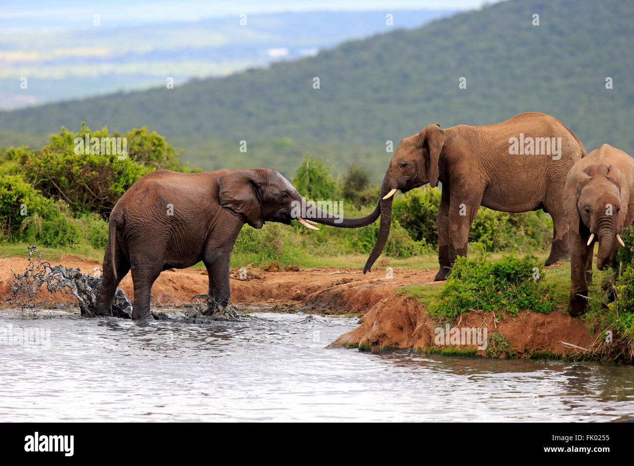L'éléphant d'Afrique, le groupe à l'eau, l'Addo Elephant Nationalpark, Eastern Cape, Afrique du Sud, d'Afrique (Loxodonta africana) / Banque D'Images