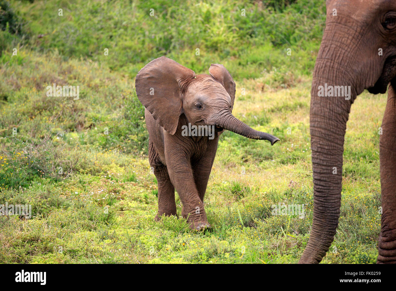 L'éléphant d'Afrique, les jeunes, le parc national Addo Elephant, Eastern Cape, Afrique du Sud, d'Afrique (Loxodonta africana) / Banque D'Images
