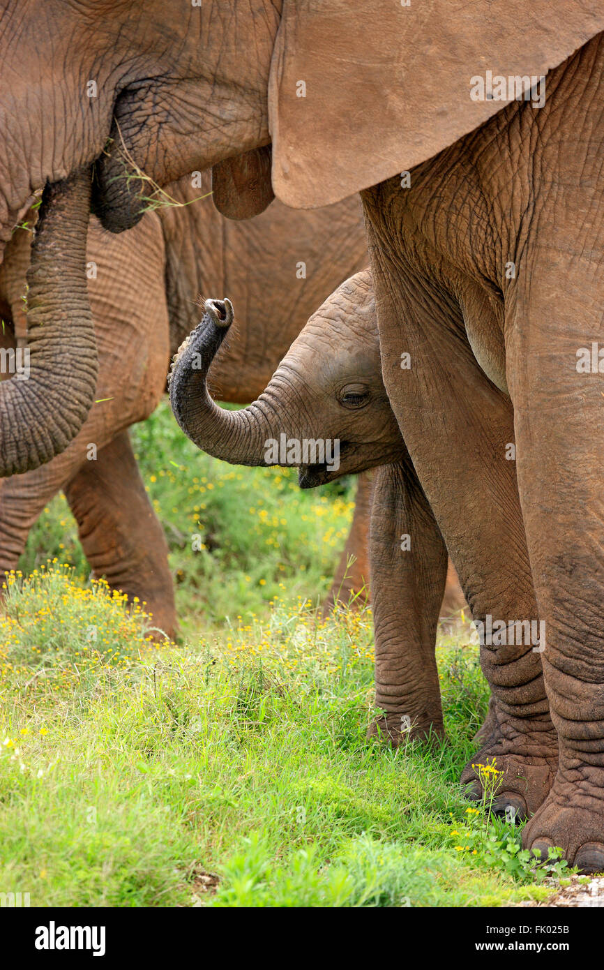 L'éléphant d'Afrique, les jeunes protégés par le groupe, le parc national Addo Elephant, Eastern Cape, Afrique du Sud, d'Afrique (Loxodonta africana) / Banque D'Images