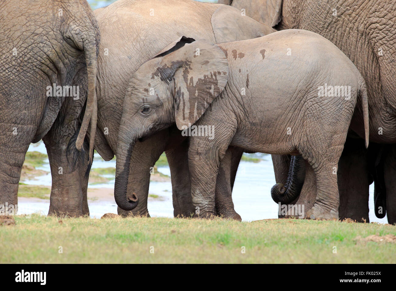 L'éléphant d'Afrique, les jeunes, le parc national Addo Elephant, Eastern Cape, Afrique du Sud, d'Afrique (Loxodonta africana) / Banque D'Images