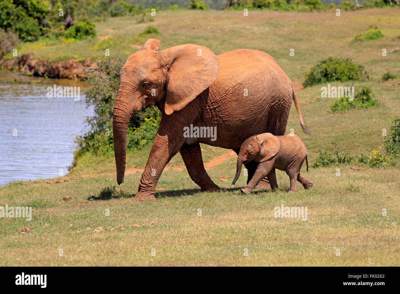 L'éléphant africain, avec de jeunes femmes, l'Addo Elephant Nationalpark, Eastern Cape, Afrique du Sud, d'Afrique (Loxodonta africana) / Banque D'Images