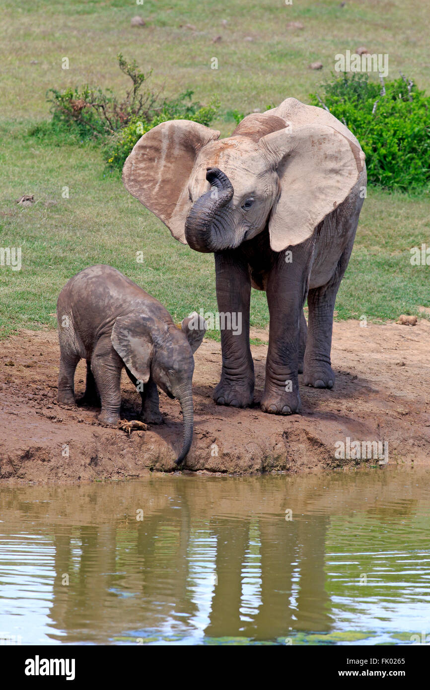 L'éléphant africain, avec de jeunes femmes, l'Addo Elephant Nationalpark, Eastern Cape, Afrique du Sud, d'Afrique (Loxodonta africana) / Banque D'Images