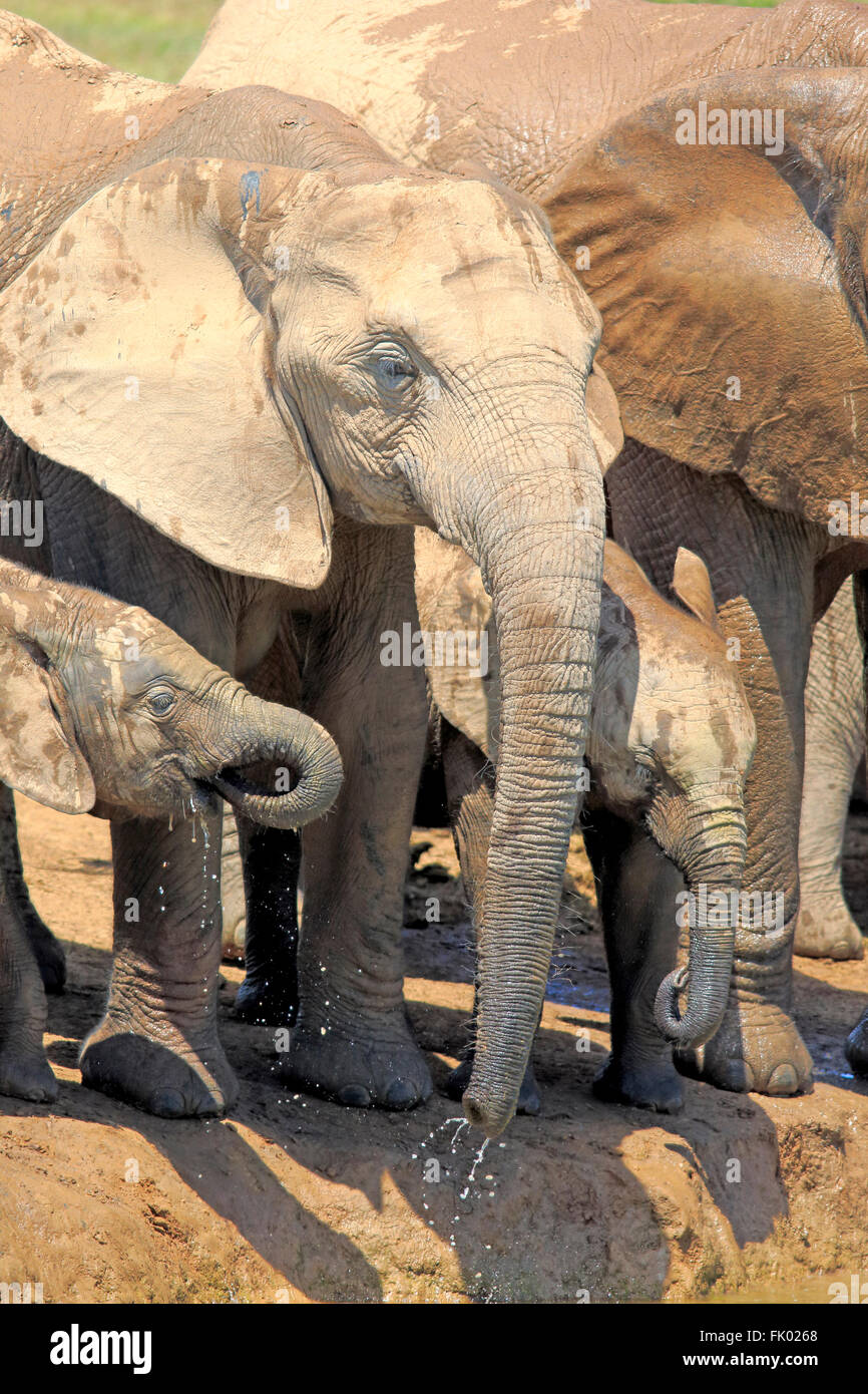 L'éléphant d'Afrique, Groupe avec youngs, Addo Elephant Nationalpark, Eastern Cape, Afrique du Sud, d'Afrique (Loxodonta africana) / Banque D'Images