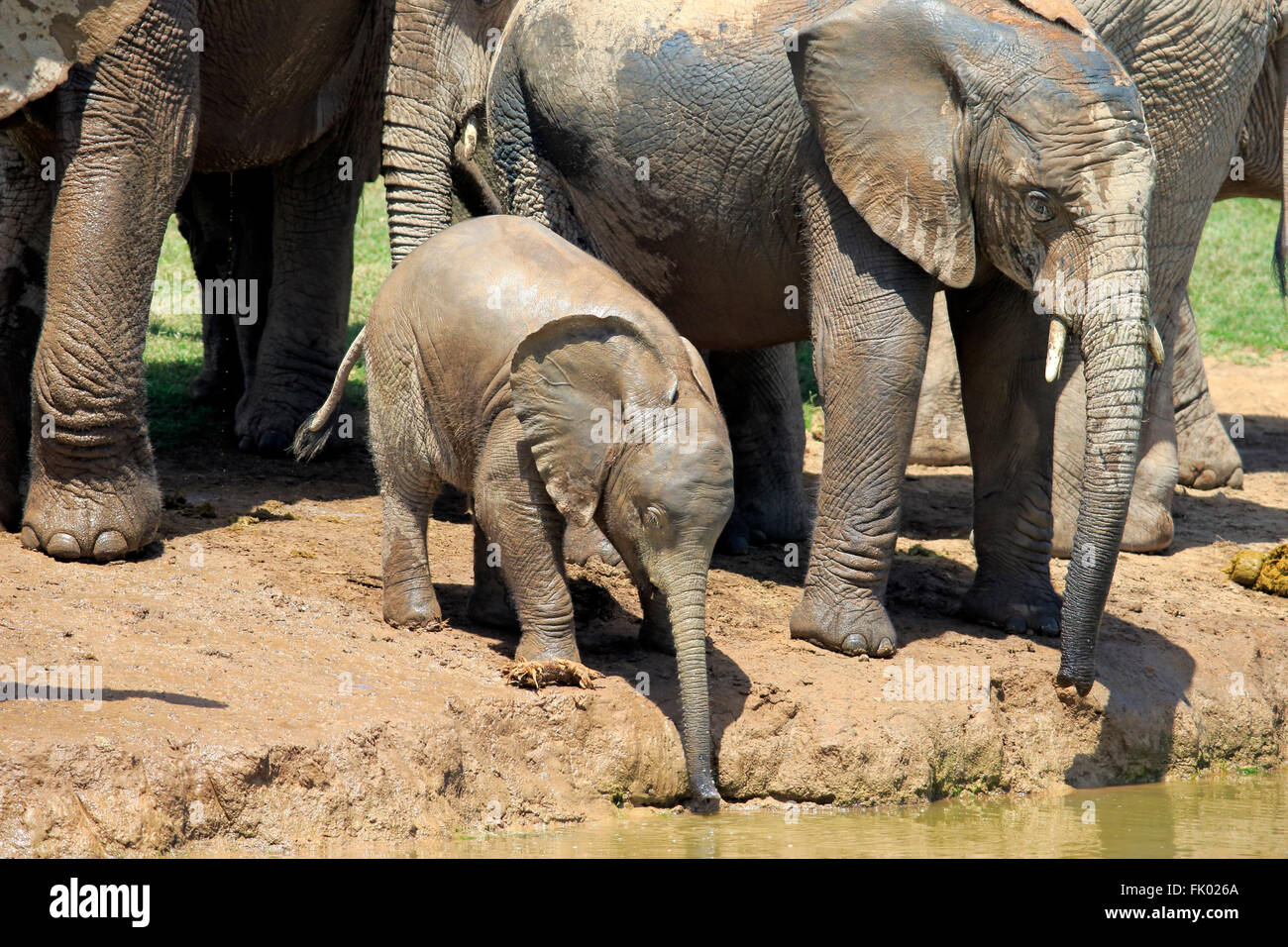 L'éléphant d'Afrique, Groupe avec youngs, Addo Elephant Nationalpark, Eastern Cape, Afrique du Sud, d'Afrique (Loxodonta africana) / Banque D'Images