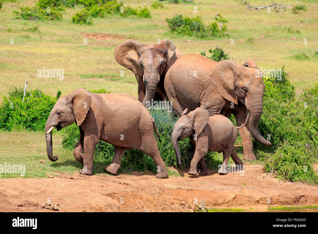 L'éléphant d'Afrique, groupe de jeunes, le parc national Addo Elephant, Eastern Cape, Afrique du Sud, d'Afrique (Loxodonta africana) / Banque D'Images