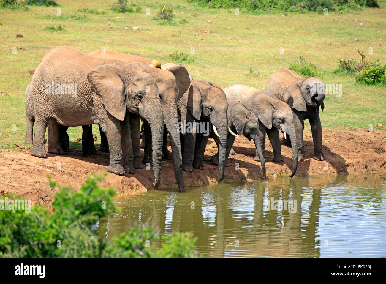 Troupeau d'éléphants d'Afrique, au point d'Addo Elephant Nationalpark, Eastern Cape, Afrique du Sud, d'Afrique (Loxodonta africana) / Banque D'Images