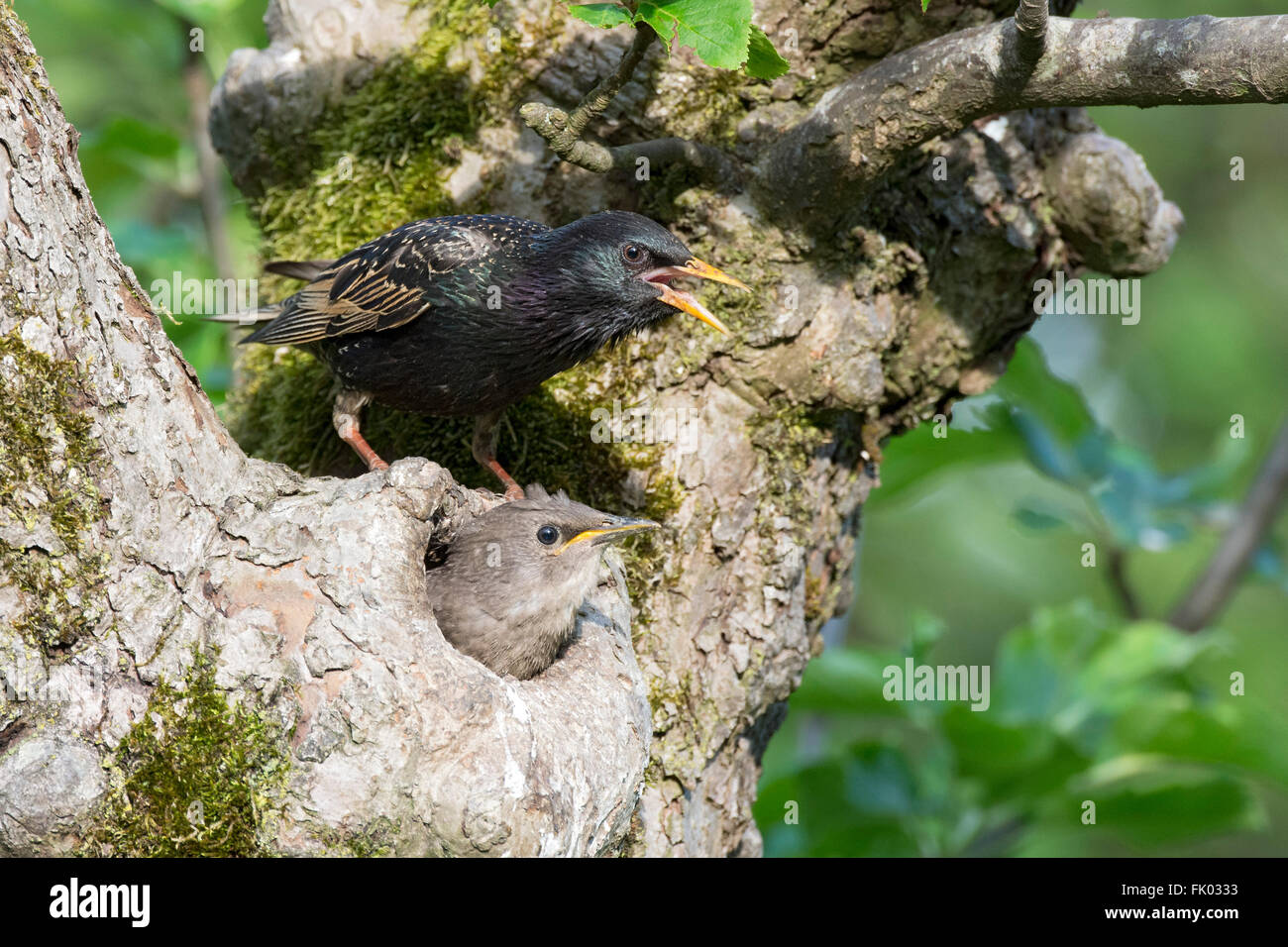 Etourneau sansonnet (Sturnus vulgaris), jeune oiseau peeking out of the breeding burrow, ancien siège d'oiseaux sur le nid de reproduction Banque D'Images