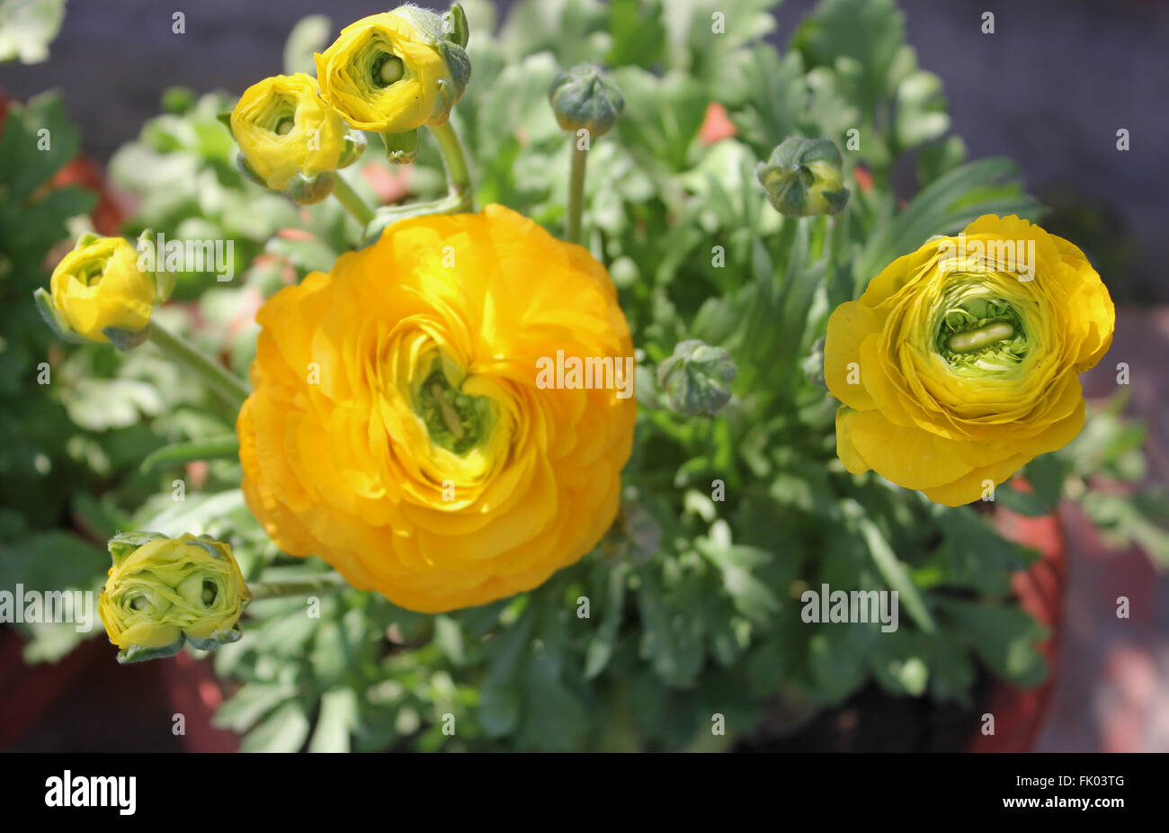 Ranunculus asiaticus, Perse, renoncule, Ranunculaceae jardin populaire  enracinée tubéreuse herbe ornementales, fleurs doubles Photo Stock - Alamy
