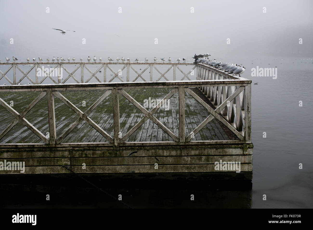 Mouettes sur un quai à foggy Copenhague. © 2016 www.amberwilkie.com Ambre Wilkie | Photographie Banque D'Images