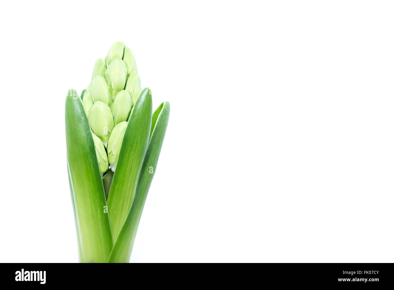 Les jeunes en herbe verte hyacinth isolé sur fond blanc, copy space Banque D'Images