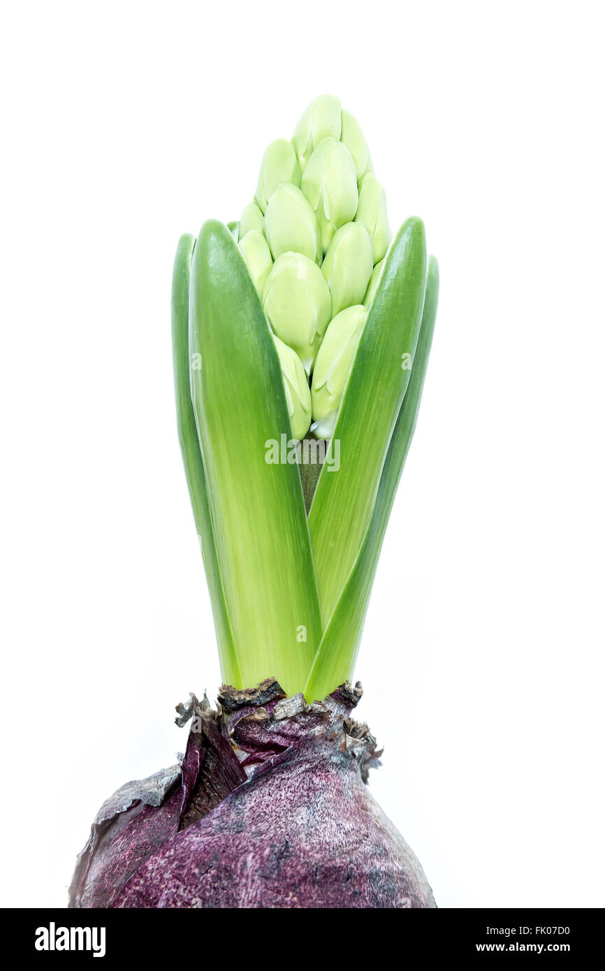 Les jeunes en herbe verte hyacinth isolé sur fond blanc, copy space Banque D'Images