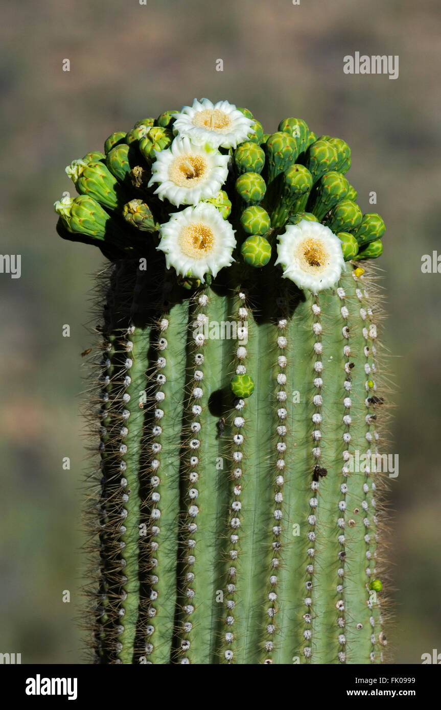 Cactus Saguaro (Carnegiea gigantea / Cereus giganteus) floraison, montrant les bourgeons et fleurs blanches, désert de Sonora, en Arizona, USA Banque D'Images
