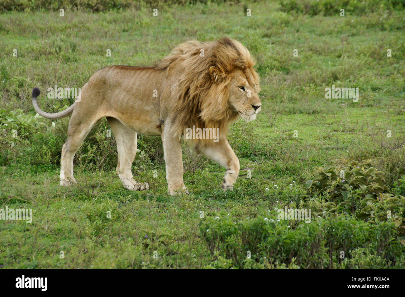 Homme lion, zone de conservation de Ngorongoro (Tanzanie), Ndutu Banque D'Images