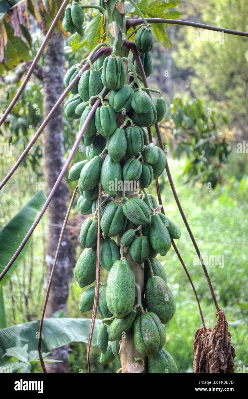 Arbre du cacao dans le Kerala, Inde Banque D'Images