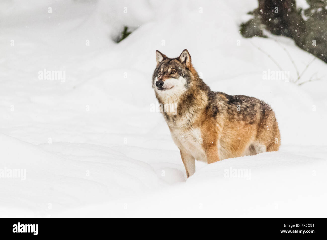 Apeuré et blessé'loup gris (Canis lupus lupus) dans la neige, en Allemagne, le parc national de la forêt bavaroise en Europe Banque D'Images