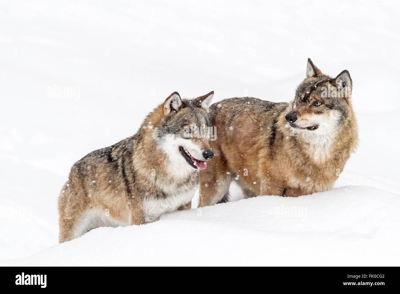 Deux loups gris (Canis lupus lupus) debout dans la neige, dans la forêt de Bavière en Allemagne national park Europe Banque D'Images