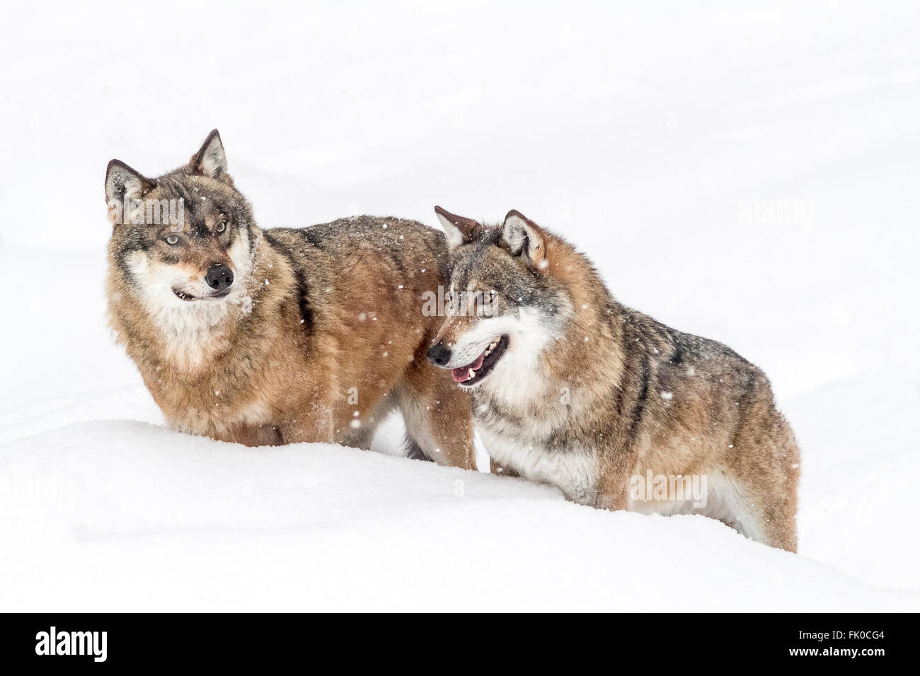Deux loups gris (Canis lupus lupus) debout dans la neige, dans la forêt de Bavière en Allemagne national park Europe Banque D'Images Deux loups gris (Canis lupus lupus) debout dans la neige, dans la forêt de Bavière en Allemagne national park Europe Banque D'Images