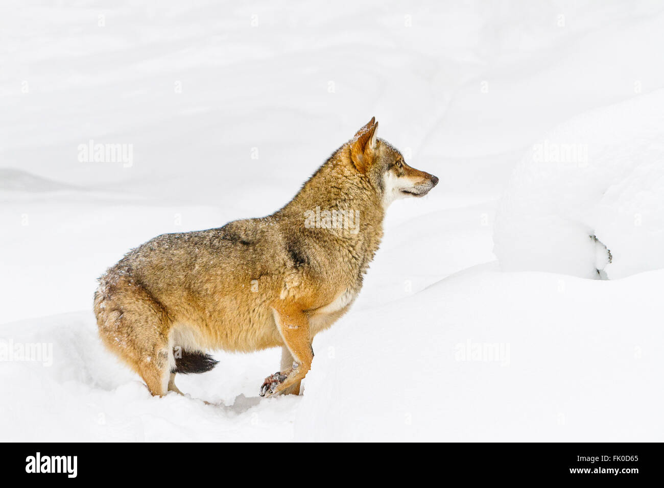 Apeuré et blessé'loup gris (Canis lupus lupus) dans la neige, en Allemagne, le parc national de la forêt bavaroise en Europe Banque D'Images