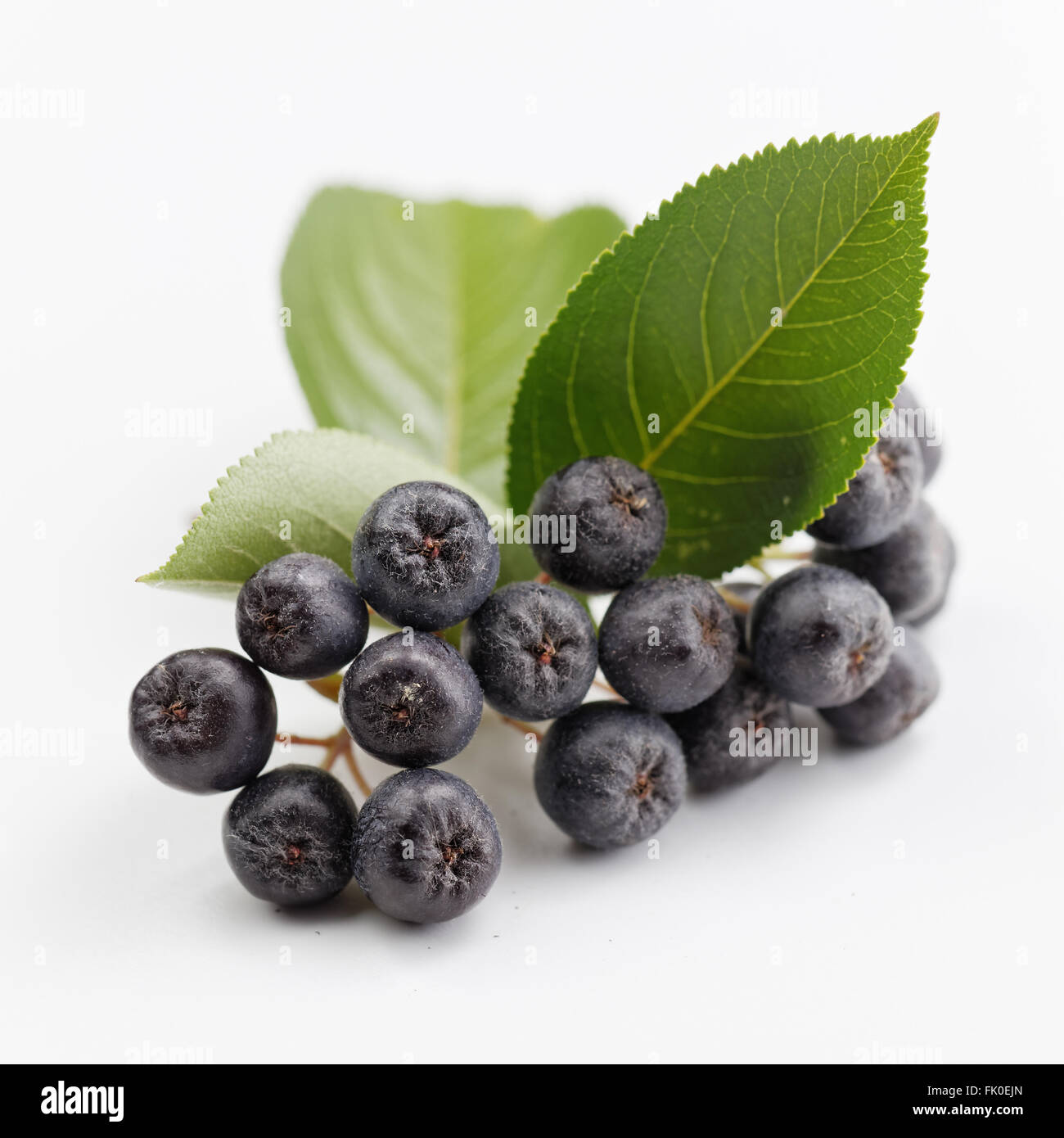 Black Chokeberry (Aronia melanocarpa) avec des feuilles vertes Banque D'Images