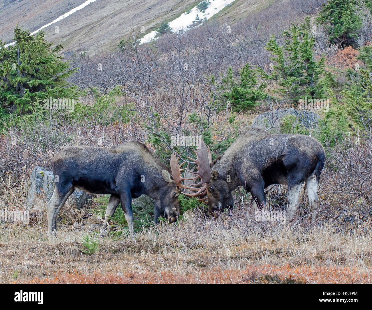 Au cours de l'orignal Bulll saison rut Banque D'Images