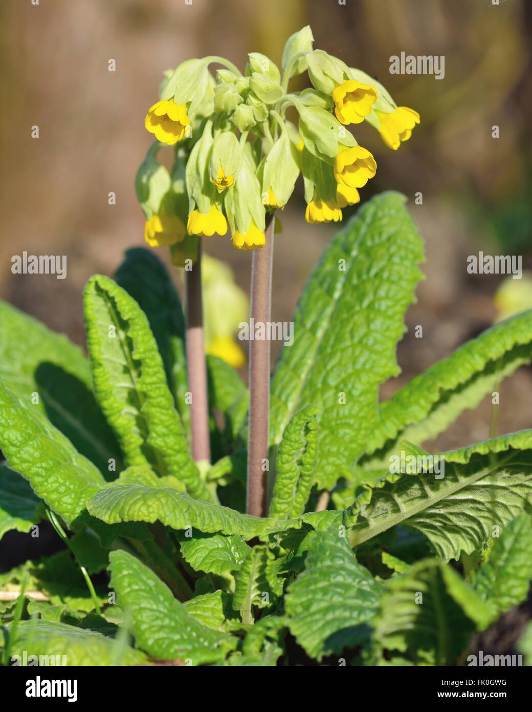 Coucou bleu (Primula veris). Fleurs de Printemps jaune de plante de la famille Primulaceae, la floraison dans un bois britannique Banque D'Images